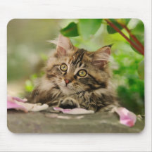 Gatito lindo del Coon de Maine