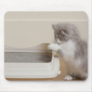 Alfombrilla De Ratón Gatito persa que mira la caja de arena