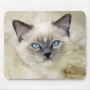 Alfombrilla De Ratón Gatito Ragdoll