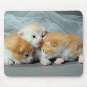 Alfombrilla De Ratón Gatitos anaranjados de la piel