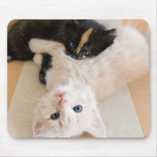 Alfombrilla De Ratón Gatitos blancos y negros