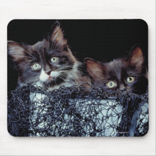 Alfombrilla De Ratón Gatitos en envase