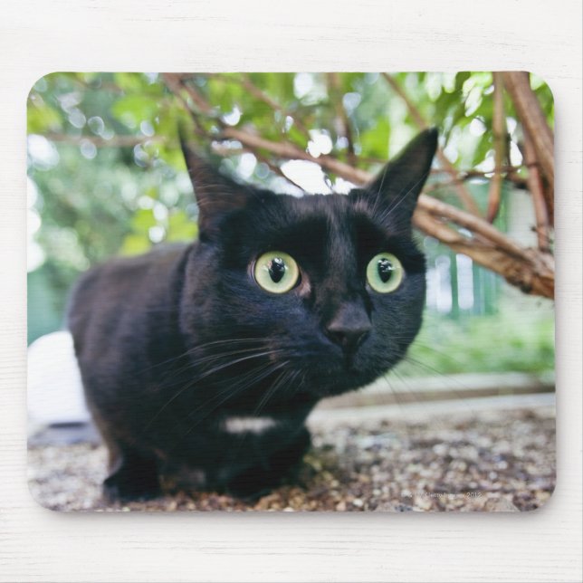 Alfombrilla De Ratón gato alertado escondiéndose debajo de bush. (Frente)