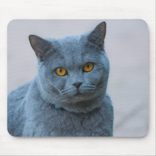 Alfombrilla De Ratón gato, animal, mamífero