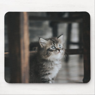 Alfombrilla De Ratón gato, animal, mascota