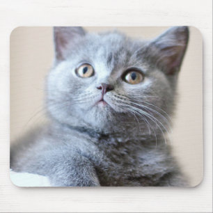 Alfombrilla De Ratón Gato británico gris de Shorthair
