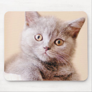Alfombrilla De Ratón Gato británico lindo de Shorthair