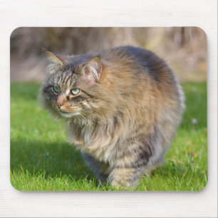 Alfombrilla De Ratón Gato de Angora