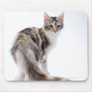Alfombrilla De Ratón Gato de Coon de Maine