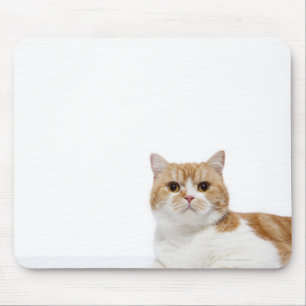 Alfombrilla De Ratón Gato de hueso escocés