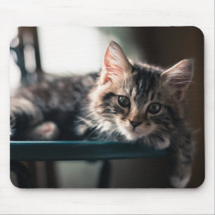 Alfombrilla De Ratón Gato de Tabby masculino joven 2