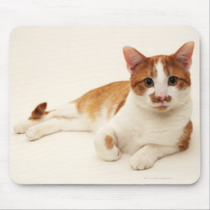 Alfombrilla De Ratón Gato en el fondo blanco