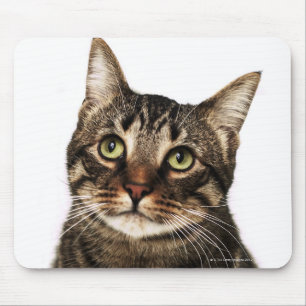 Alfombrilla De Ratón Gato en el fondo blanco 2