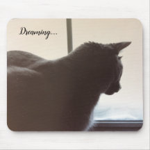 Gato en la Ventana