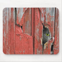 Gato en un agujero de madera de grano