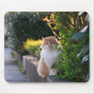 Alfombrilla De Ratón gato, felino, mamífero