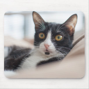 Alfombrilla De Ratón gato, felino, mascota