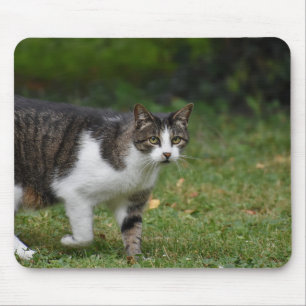 Alfombrilla De Ratón gato, gatito, felino