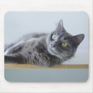 Alfombrilla De Ratón gato, gato gris, animal