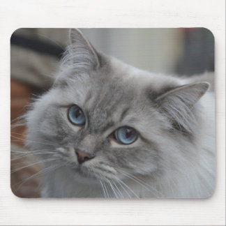 Alfombrilla De Ratón Gato gris hermoso con el cojín de ratón de los