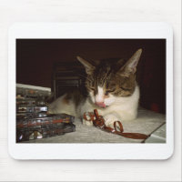 Gato hambriento para los casetes