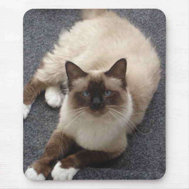 Alfombrilla De Ratón Gato hermoso de Birman (Frente)