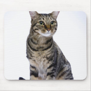 Alfombrilla De Ratón Gato japonés en el fondo blanco