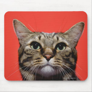 Alfombrilla De Ratón Gato japonés que mira para arriba