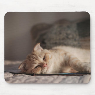 Alfombrilla De Ratón Gato, Mascota, Gatito