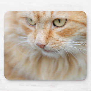 Alfombrilla De Ratón Gato, naturaleza, gatito