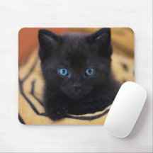 gato negro