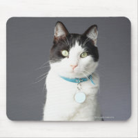 Gato negro y blanco