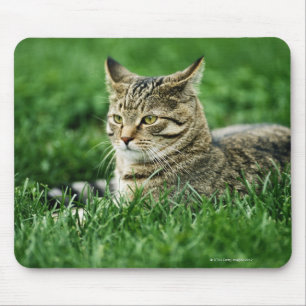 Alfombrilla De Ratón Gato que miente en hierba