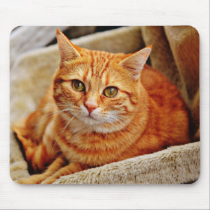 Alfombrilla De Ratón gato, tabby, naturaleza