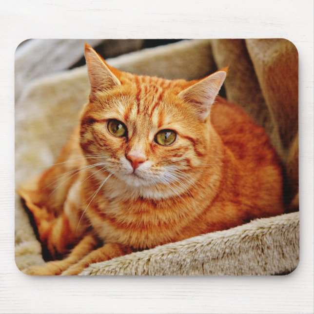 Alfombrilla De Ratón gato, tabby, naturaleza (Frente)