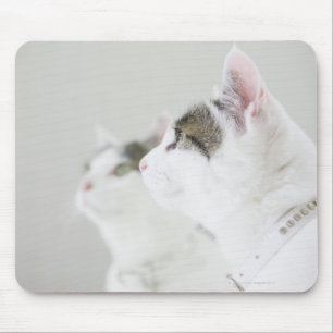 Alfombrilla De Ratón Gatos