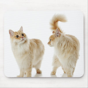 Alfombrilla De Ratón Gatos de Munchkin