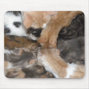 Alfombrilla De Ratón Gatos en un tabique