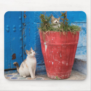 Alfombrilla De Ratón Gatos jugando alrededor, Rabat, Marruecos