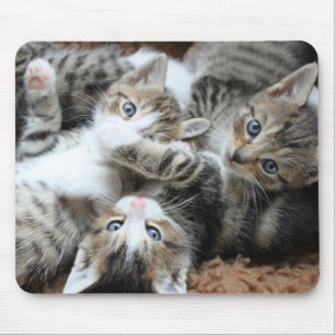 Alfombrilla De Ratón gatos, mascotas, resacas