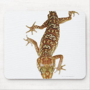 Alfombrilla De Ratón Gecko de tierra de Madagascar (pictus de