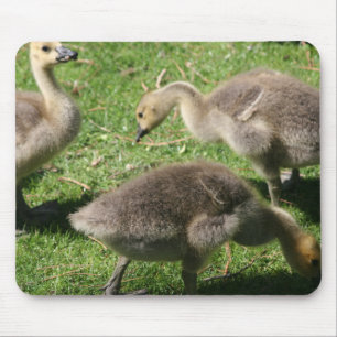 Alfombrilla De Ratón Geese en la hierba