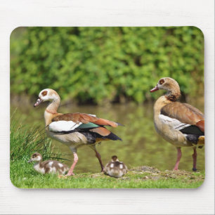 Alfombrilla De Ratón Geese y pollitos egipcios