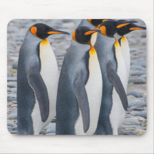 Alfombrilla De Ratón Georgia del Sur. Pingüinos rey