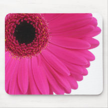 Gerbera rosa caliente