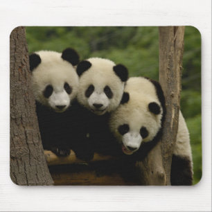 Alfombrilla De Ratón Gigantes pandas bebés Ailuropoda melanoleuca)
