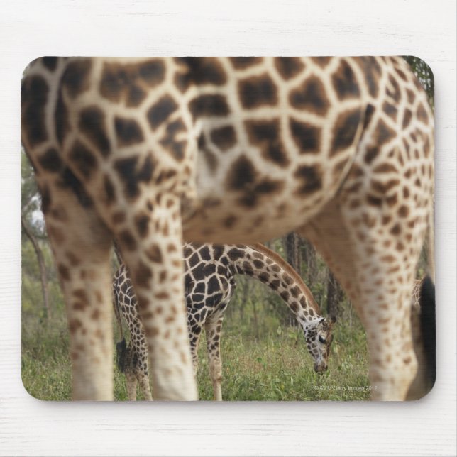 Alfombrilla De Ratón Girafas 2 (Frente)