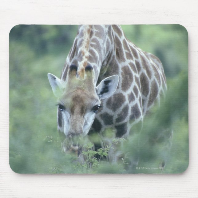Alfombrilla De Ratón Giraffe (camelopardalis de Giraffa) se alimenta (Frente)