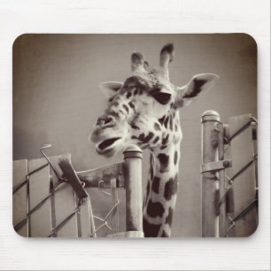 Alfombrilla De Ratón Giraffe Fotografía - Estilo de época