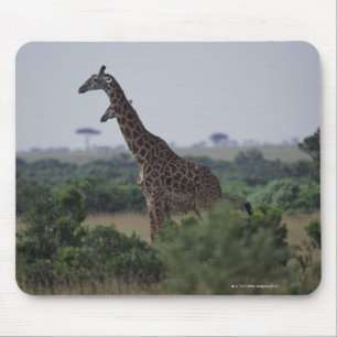 Alfombrilla De Ratón Giraffes en África